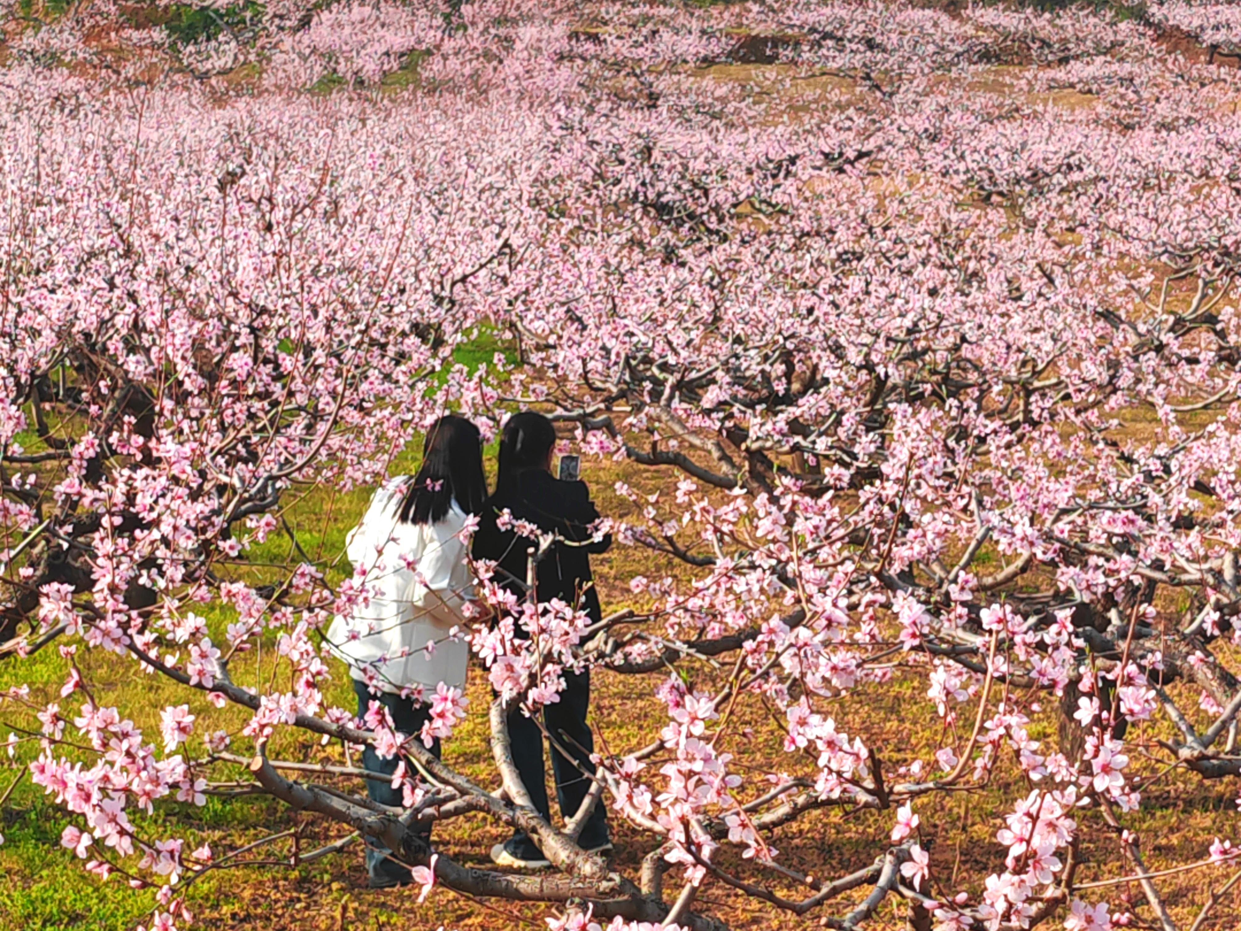 桃花3.jpg