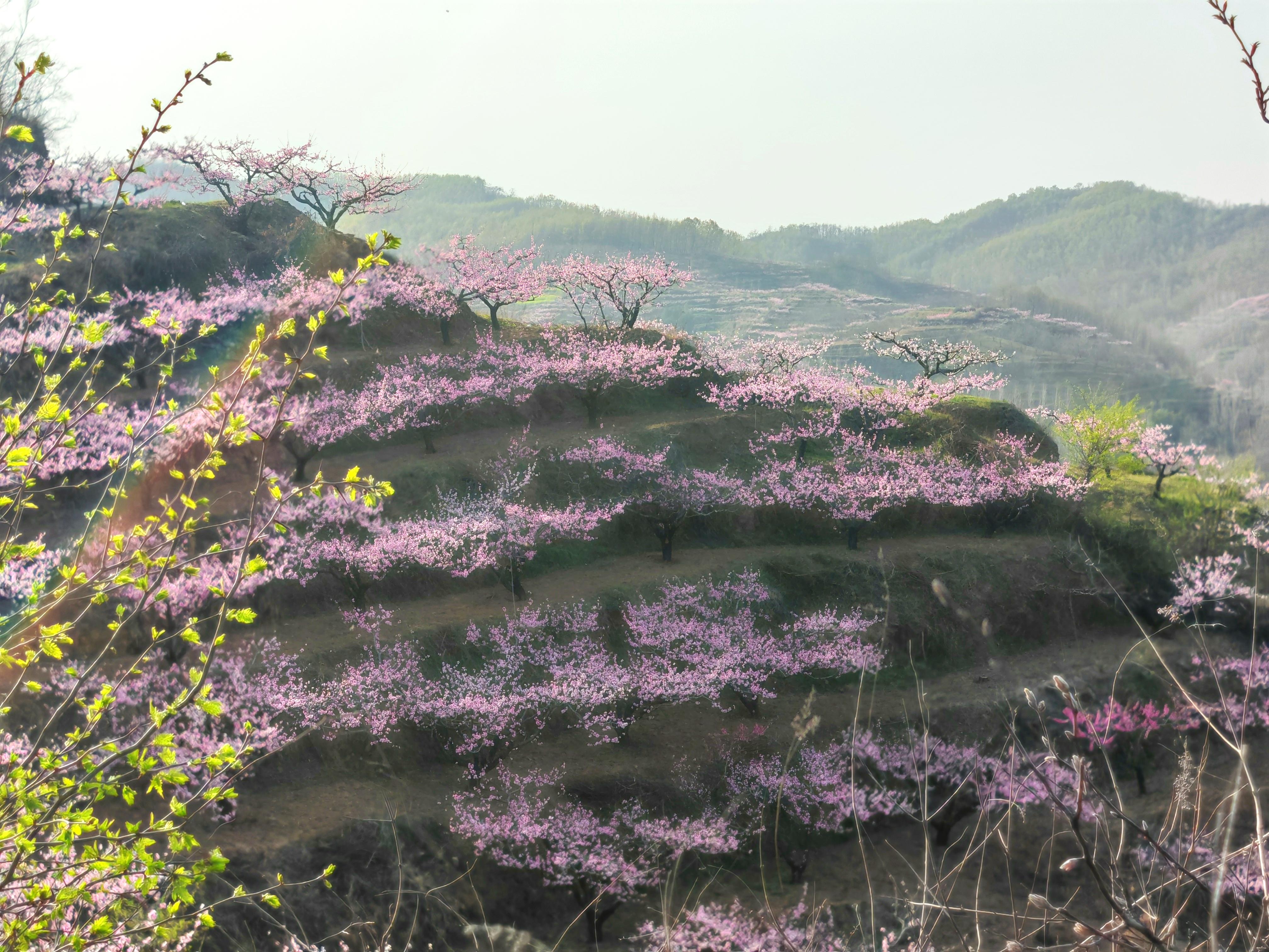 桃花1.jpg
